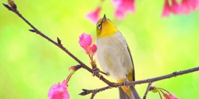 兒子臉上有大塊胎記　巴西辣媽「臉上畫太極」：馬麻永遠都在