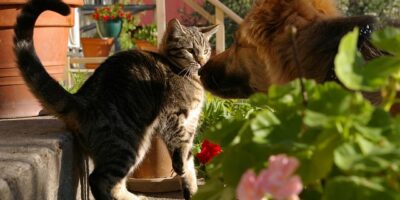 啦啦隊女神要出寫真了！純淨性感路線