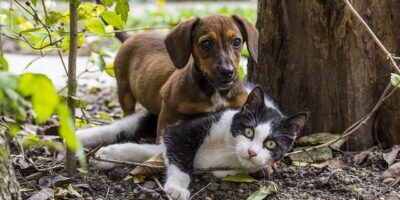 狗狗貪吃誤食無法消化 開刀竟取出「完整玉米梗」 – Yahoo奇摩新聞