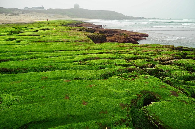 認定汙衊總統　美麗島電子報董座他被民進黨開除