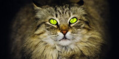 貓狗裡有弱智嗎？看看這些網友的經歷要笑噴