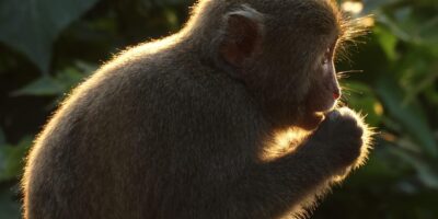 這質感韓國瑜最懂！　白冰冰《來去高雄》MV曝光