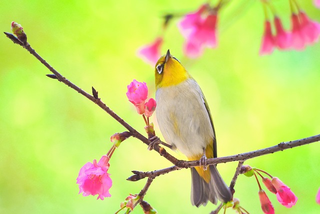阿拉斯加雪橇犬長大變「巨嬰」　天天撒嬌要家人寵溺舉高高