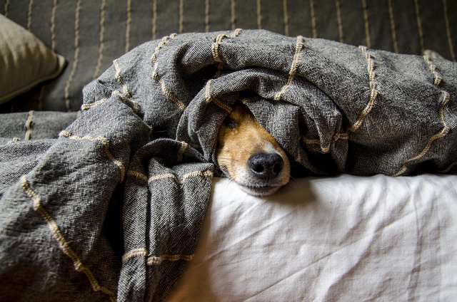 預感地震要來，小土狗提醒主人逃走，可自己卻被壓在廢墟下