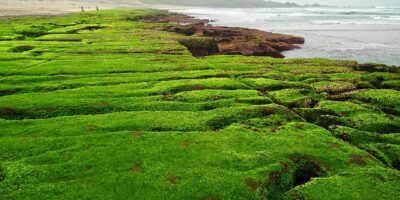 黃金目送小主人去上學「一臉寂寞」　小主人「開大絕」讓牠秒露笑容