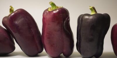 龍潭首座社區公共托育家園啟用，優質照顧品質讓孩子健康成長